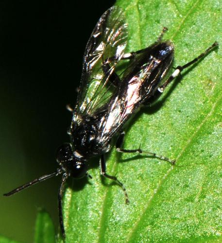 Réf. 201 121 : Macrophya ribis